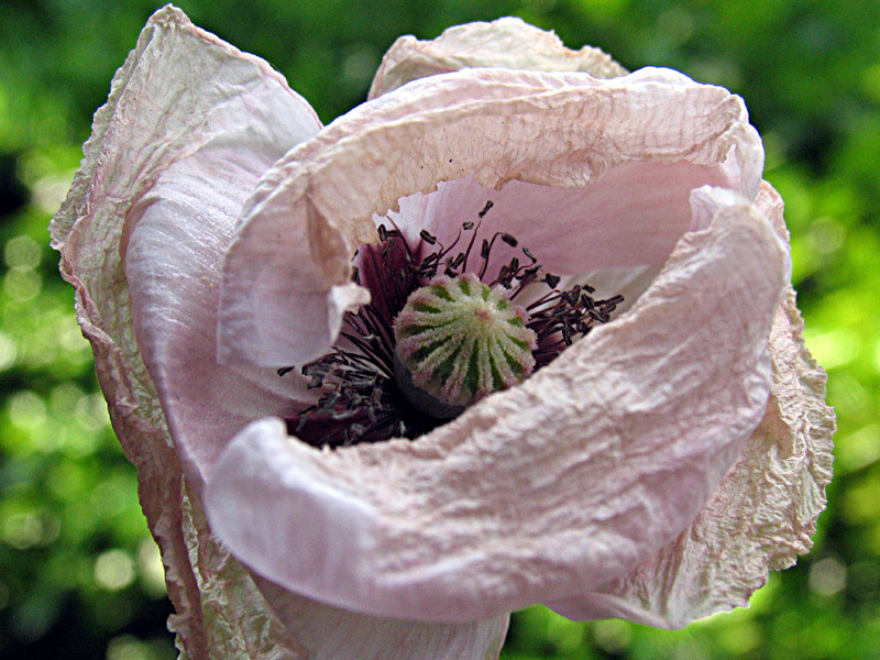 Papaver rhoeas / Papavero comune